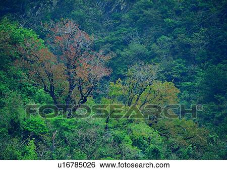tree, plant, leaf, wood, forest View Large Photo Image Stock Photograph - tree, plant, leaf, wood, forest. Fotosearch