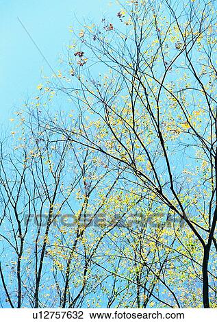 tree, plant, leaf, wood, forest, sun light View Large Photo Image Stock Image - tree, plant, leaf, wood, forest, sun light. Fotosearch