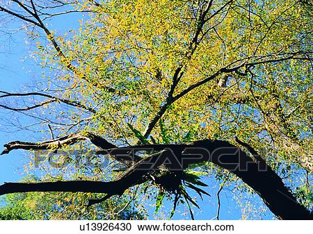 Stock Image - tree, plant, leaf, wood, forest, sun light. Fotosearch