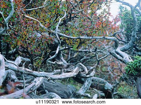 Stock Image - tree, plant, leaf, wood, forest, winter. Fotosearch