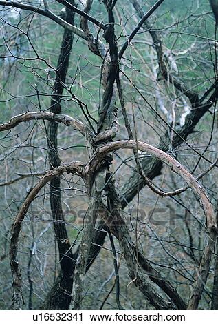 tree, plant, leaf, wood, forest, winter View Large Photo Image Stock Image - tree, plant, leaf, wood, forest, winter. Fotosearch