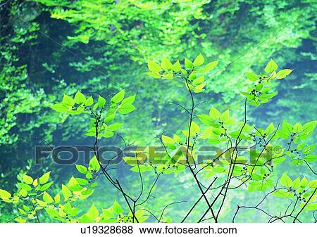 Stock Photo - tree, plant, leaf, wood, green. Fotosearch