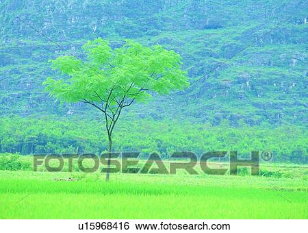 Stock Photograph - tree, plant, leaf, wood, mountain, grass. Fotosearch