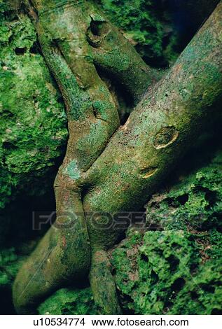 Picture - tree, plant, leaf, wood. Fotosearch