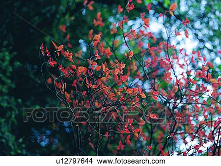 Picture - tree, plant, leaf, wood. Fotosearch