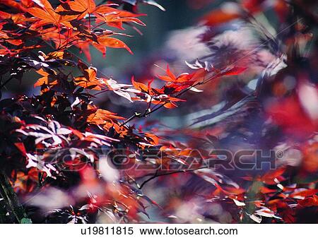 Stock Photography - tree, plant, leaf, wood, red. Fotosearch