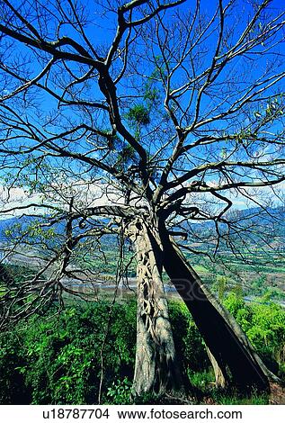 Picture - tree, plant, leaf, wood, river, grass. Fotosearch