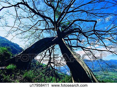 Stock Image - tree, plant, leaf, wood, river, grass. Fotosearch