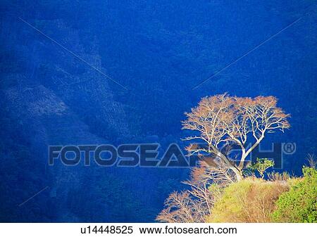 tree, plant, leaf, wood, rock, grass View Large Photo Image Stock Photography - tree, plant, leaf, wood, rock, grass. Fotosearch