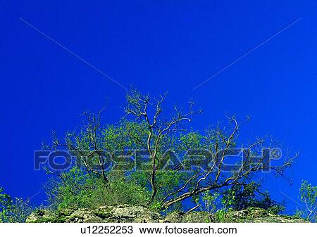 tree, plant, leaf, wood, rock, sky View Large Photo Image Stock Image - tree, plant, leaf, wood, rock, sky. Fotosearch