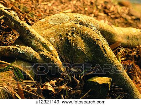 Stock Photo - tree, plant, leaf, wood, root, rock. Fotosearch