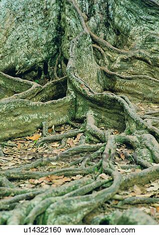 tree, plant, leaf, wood, root View Large Photo Image Stock Image - tree, plant, leaf, wood, root. Fotosearch