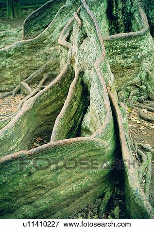Stock Photo - tree, plant, leaf, wood, root. Fotosearch