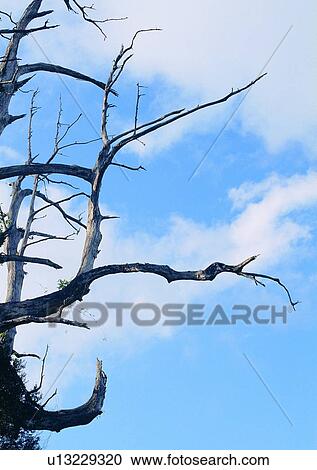 tree, plant, leaf, wood, sky, cloud View Large Photo Image Stock Image - tree, plant, leaf, wood, sky, cloud. Fotosearch