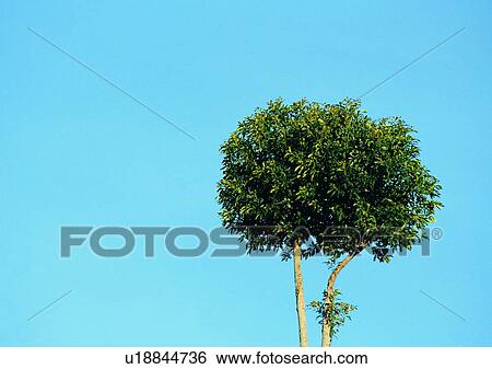 tree, plant, leaf, wood, sky, cloud View Large Photo Image Stock Photograph - tree, plant, leaf, wood, sky, cloud. Fotosearch