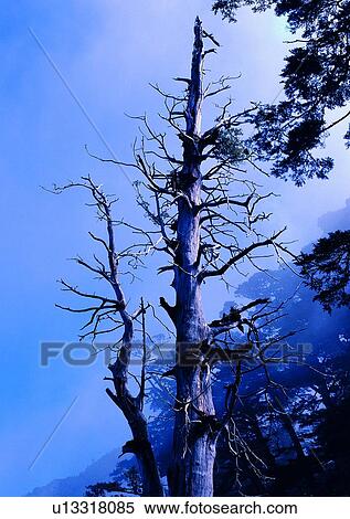 tree, plant, leaf, wood, sky, cloud View Large Photo Image Stock Photography - tree, plant, leaf, wood, sky, cloud. Fotosearch