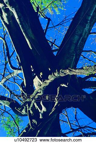 tree, plant, leaf, wood, sky View Large Photo Image Stock Image - tree, plant, leaf, wood, sky. Fotosearch