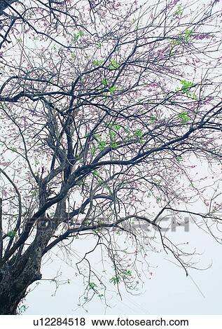 tree, plant, leaf, wood, spring View Large Photo Image Stock Photo - tree, plant, leaf, wood, spring. Fotosearch