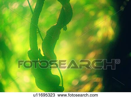 Stock Image - tree, plant, leaf, wood. Fotosearch