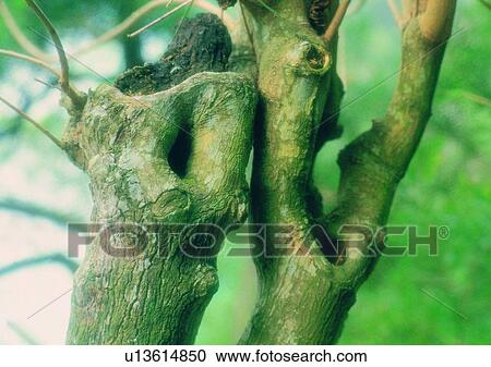 Stock Image - tree, plant, leaf, wood. Fotosearch