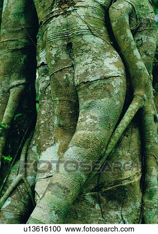tree, plant, leaf, wood View Large Photo Image Stock Image - tree, plant, leaf, wood. Fotosearch