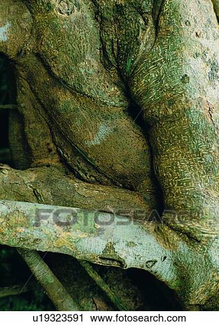 Stock Image - tree, plant, leaf, wood. Fotosearch