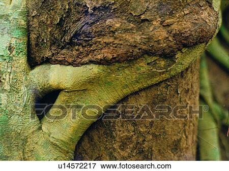 tree, plant, leaf, wood View Large Photo Image Stock Photo - tree, plant, leaf, wood. Fotosearch