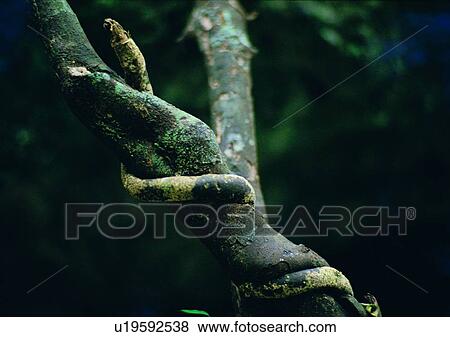 Stock Photo - tree, plant, leaf, wood. Fotosearch