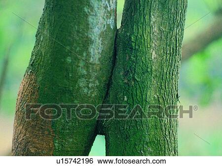 Stock Photograph - tree, plant, leaf, wood. Fotosearch