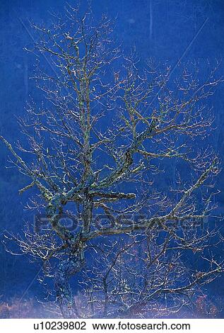 tree, plant, leaf, wood, winter View Large Photo Image Stock Image - tree, plant, leaf, wood, winter. Fotosearch