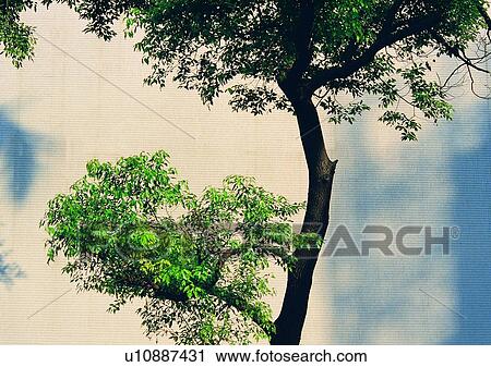 Stock Image - tree, plant, wood, leaf. Fotosearch