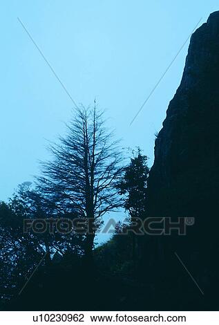 Stock Image - tree, rock, plant, leaf, wood, sky. Fotosearch