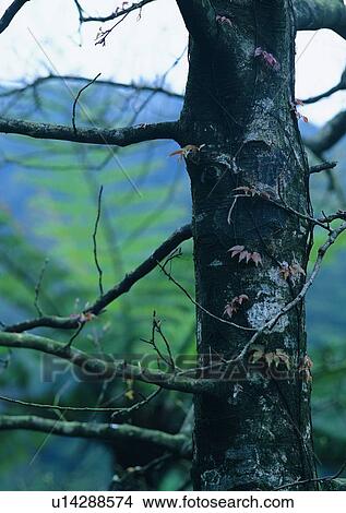 Picture - tree, wood, leaf, plant, forest, winter. Fotosearch