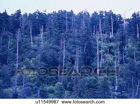 tree, wood, mountain, forest, leaf, plant View Large Photo Image Stock Photo - tree, wood, mountain, forest, leaf, plant. Fotosearch