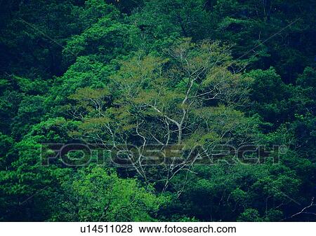 wood, leaf, tree, forest, plant View Large Photo Image Stock Photo - wood, leaf, tree, forest, plant. Fotosearch
