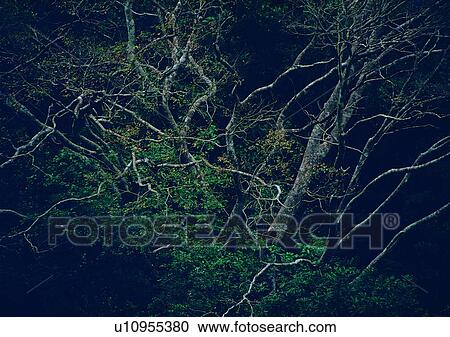 wood, plant, leaf, tree, forest View Large Photo Image Stock Image - wood, plant, leaf, tree, forest. Fotosearch