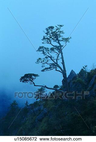 Stock Image - wood, plant, rock, sky, leaf, tree. Fotosearch