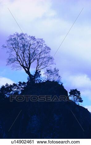 wood, plant, sky, cloud, rock, tree View Large Photo Image Stock Image - wood, plant, sky, cloud, rock, tree. Fotosearch