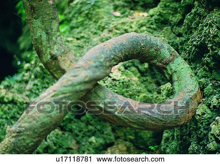 wood, plant, tree, leaf View Large Photo Image Stock Image - wood, plant, tree, leaf. Fotosearch