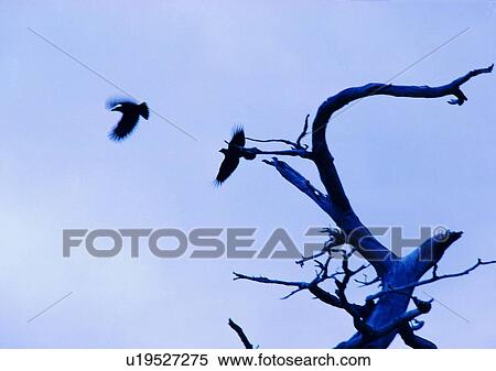 wood, tree, bird, cloud, plant, leaf View Large Photo Image Stock Photography - wood, tree, bird, cloud, plant, leaf. Fotosearch