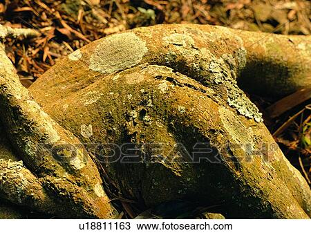 Stock Image - wood, tree, root, plant, leaf. Fotosearch