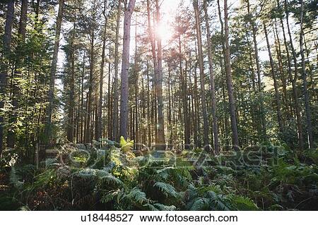 Stock Photo - Birch tree forest.. Fotosearch