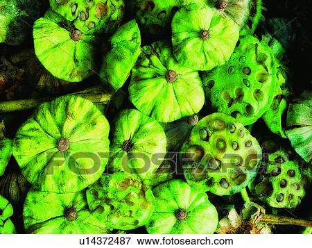 Stock Photo - Aroma, Flower, Dense, Close-Up, Abundance. Fotosearch