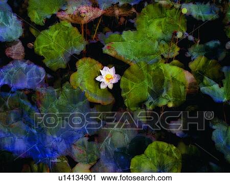 Blossom, Dense, Day, Close-Up, Aroma View Large Photo Image Stock Image - Blossom, Dense, Day, Close-Up, Aroma. Fotosearch