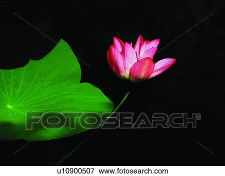 Blossom, Floating On Water, Close-Up, Bright, Aroma View Large Photo Image Stock Photo - Blossom, Floating On Water, Close-Up, Bright, Aroma. Fotosearch