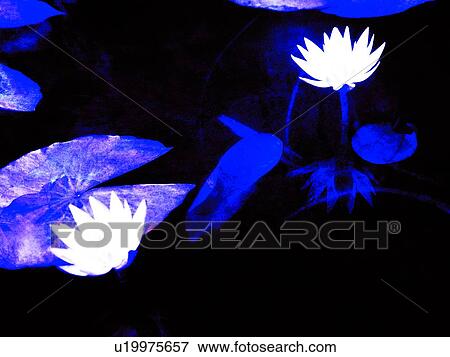 Blossom, Floating On Water, Close-Up, Blue, Aroma View Large Photo Image Stock Photo - Blossom, Floating On Water, Close-Up, Blue, Aroma. Fotosearch