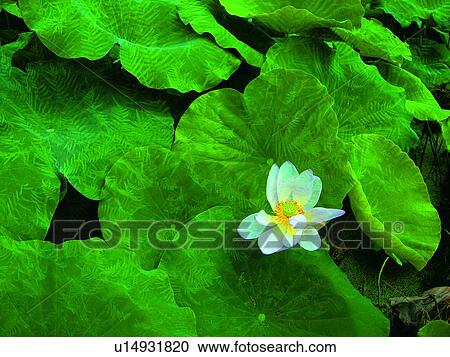 Blossom, Floating On Water, Dense, Close-Up, Aroma View Large Photo Image Stock Image - Blossom, Floating On Water, Dense, Close-Up, Aroma. Fotosearch