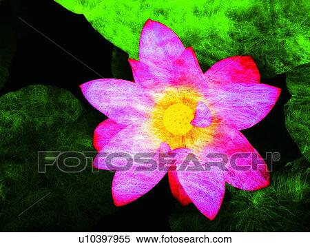Blossom, Floating On Water, Directly Above, Close-Up, Aroma View Large Photo Image Stock Photography - Blossom, Floating On Water, Directly Above, Close-Up, Aroma. Fotosearch