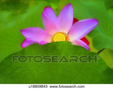 Stock Image - Blossom, Flower, Close-Up, Bright, Aroma. Fotosearch
