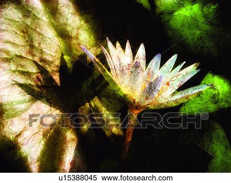 Blossom, Flower, Day, Close-Up, Aroma View Large Photo Image Stock Photography - Blossom, Flower, Day, Close-Up, Aroma. Fotosearch